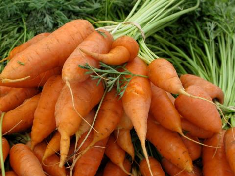 Little Finger Carrots Little Finger Carrots