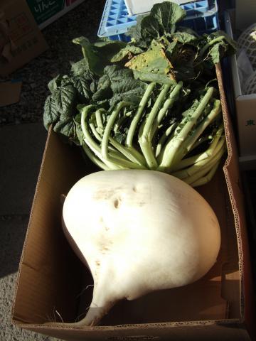 Radish, Daikon Giant Radish, Daikon Giant